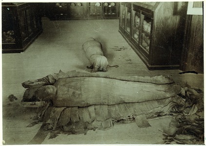 Possibly a priest or priestess of the 21st Dynasty, Photo by Grafton Elliot Smith, courtesy of The Nicholson Museum, the University of Sydney, Copyright University of Sydney