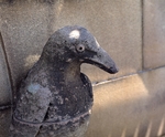 AS Crow 4