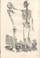 Vesalius