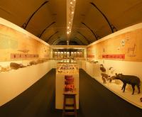 Macleay Museum (View 2)