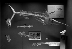 The bones of Lidwill's Black Marlin